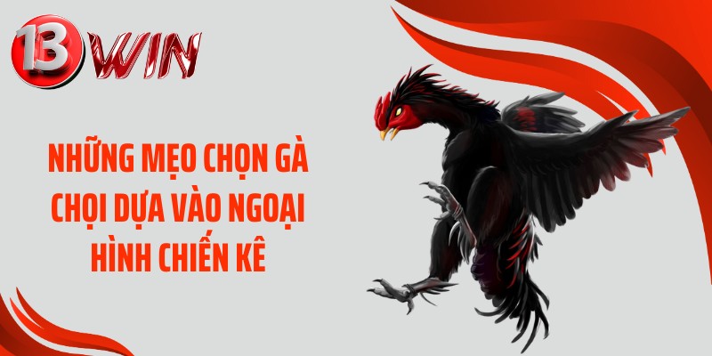 Các mẹo chọn gà chọi dựa vào ngoại hình chiến kê